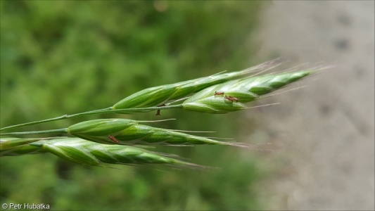 Bromus japonicus