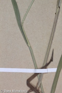 Bromus japonicus – sveřep japonský