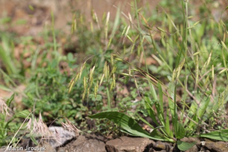Bromus japonicus – sveřep japonský