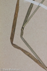 Bromus lanceolatus