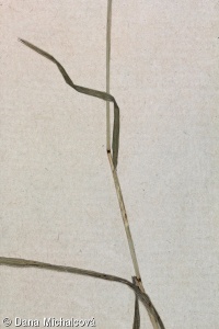 Bromus madritensis – sveřep madridský