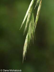 Bromus ramosus – sveřep větevnatý