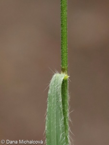 Bromus ramosus – sveřep větevnatý