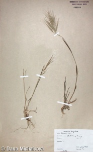 Bromus diandrus var. rigidus – sveřep dvoumužný tuhý