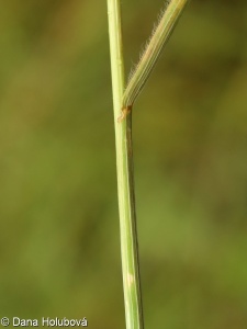 Bromus secalinus – sveřep stoklasa