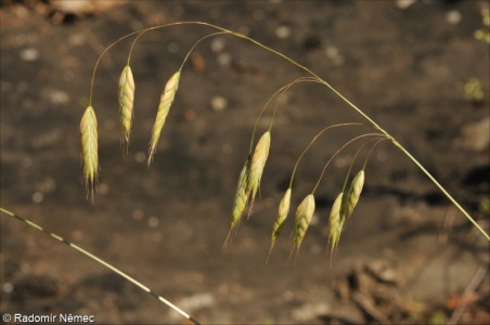 Bromus squarrosus – sveřep kostrbatý