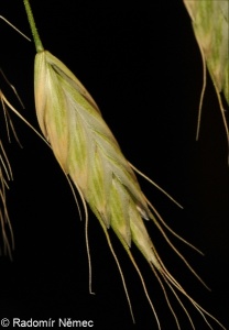 Bromus squarrosus