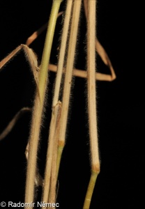 Bromus squarrosus