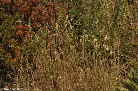 Bromus squarrosus