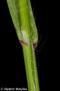 Bromus sterilis – sveřep jalový