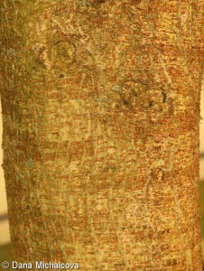 Broussonetia papyrifera – papírovník čínský