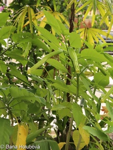 Brugmansia suaveolens