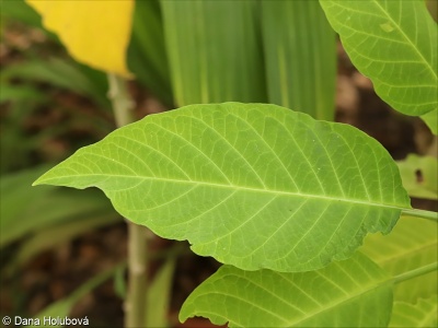 Brugmansia suaveolens