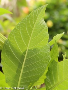 Brugmansia suaveolens