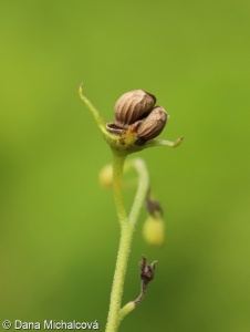 Brunnera macrophylla – pomněnkovec velkolistý