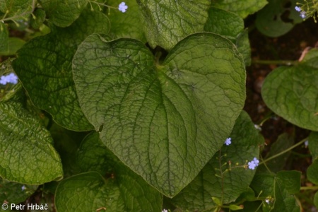 Brunnera macrophylla – pomněnkovec velkolistý