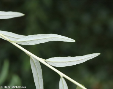 Buddleja alternifolia – komule střídavolistá