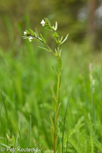 Buglossoides incrassata subsp. splitgerberi – kamejka ztloustlá přehlížená