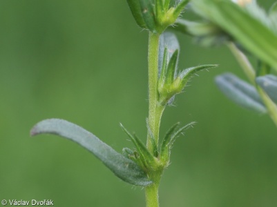 Buglossoides incrassata subsp. splitgerberi – kamejka ztloustlá přehlížená