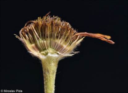 Buphthalmum salicifolium – volovec vrbolistý