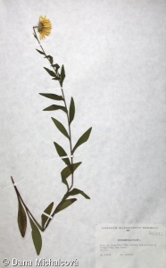Buphthalmum salicifolium – volovec vrbolistý