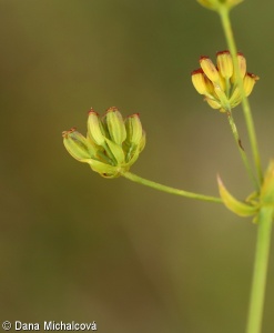 Bupleurum falcatum subsp. falcatum – prorostlík srpovitý pravý