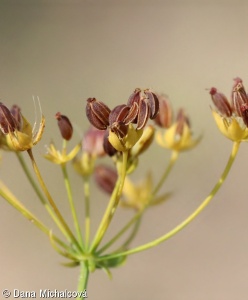 Bupleurum falcatum subsp. falcatum – prorostlík srpovitý pravý