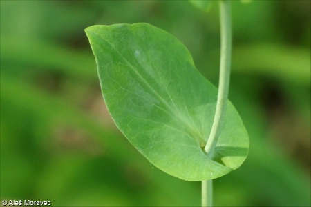 Bupleurum longifolium &ndash; prorostlík dlouholistý