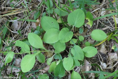 Bupleurum longifolium &ndash; prorostlík dlouholistý