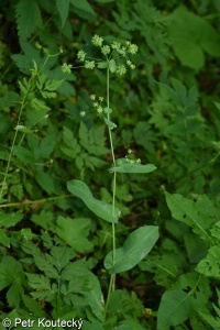 Bupleurum longifolium subsp. longifolium – prorostlík dlouholistý pravý
