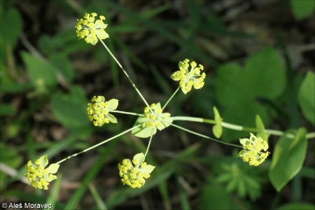 Bupleurum longifolium &ndash; prorostlík dlouholistý