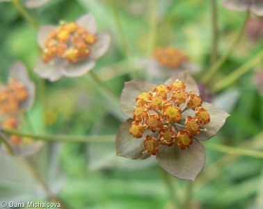 Bupleurum longifolium subsp. vapincense – prorostlík dlouholistý fialový