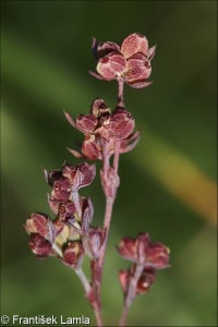 Bupleurum tenuissimum subsp. tenuissimum