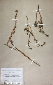 Cakile maritima subsp. euxina – pomořanka přímořská černomořská