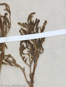Cakile maritima subsp. euxina – pomořanka přímořská černomořská