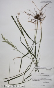 Calamagrostis arundinacea – třtina rákosovitá