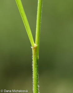 Calamagrostis arundinacea – třtina rákosovitá