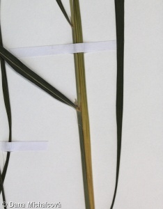 Calamagrostis canescens – třtina šedavá