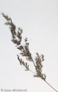 Calamagrostis canescens – třtina šedavá