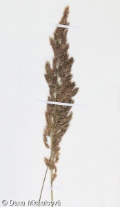 Calamagrostis epigejos – třtina křovištní
