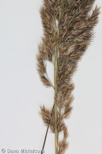 Calamagrostis epigejos – třtina křovištní