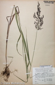 Calamagrostis purpurea – třtina nachová