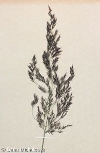 Calamagrostis purpurea