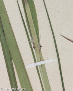 Calamagrostis purpurea – třtina nachová