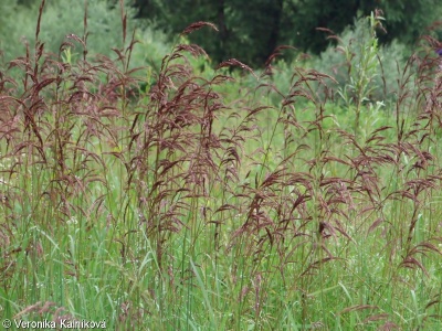 Calamagrostis pseudophragmites – třtina pobřežní