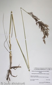 Calamagrostis pseudophragmites