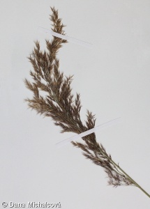 Calamagrostis pseudophragmites – třtina pobřežní