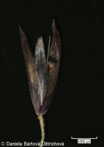 Calamagrostis stricta – třtina přehlížená