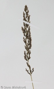 Calamagrostis neglecta