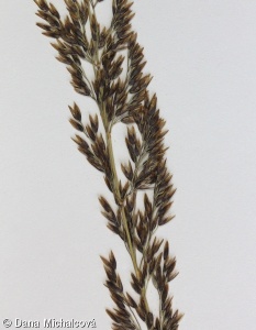 Calamagrostis stricta – třtina přehlížená